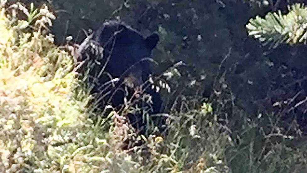 "Lethal removal" of agressive bear in Santa Rita Mountains considered - Arizona Daily Star