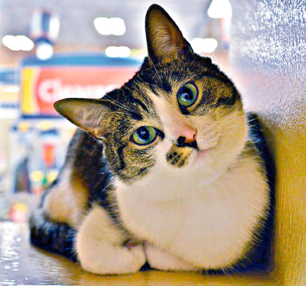 Adopt a friend