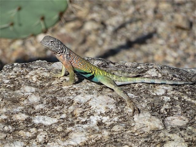 Surprisingly Beautiful Southern Arizona Lizards Pets