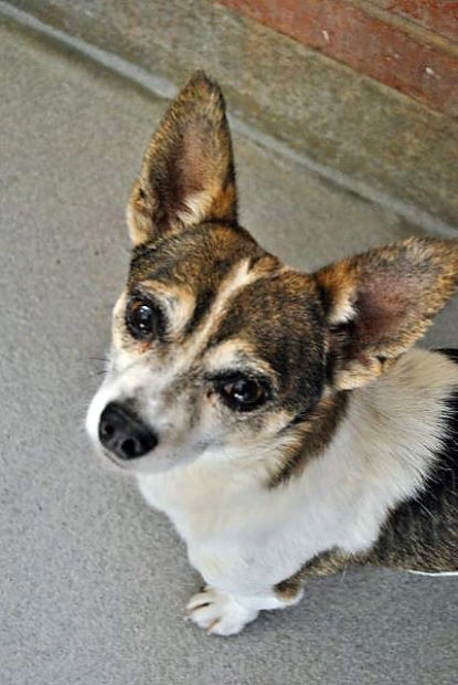 PACC pets