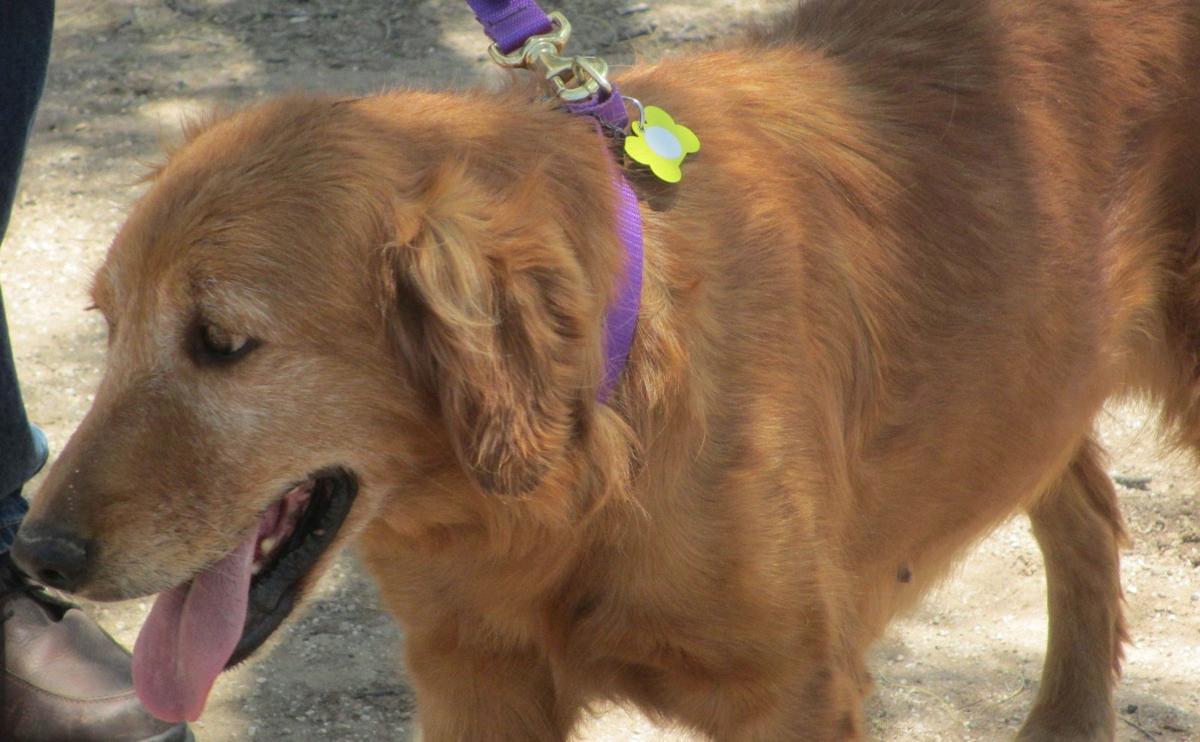 southern az golden retriever tucson az adopt a friend pets animals tucson southern az golden retriever tucson az adopt a friend pets animals tucson