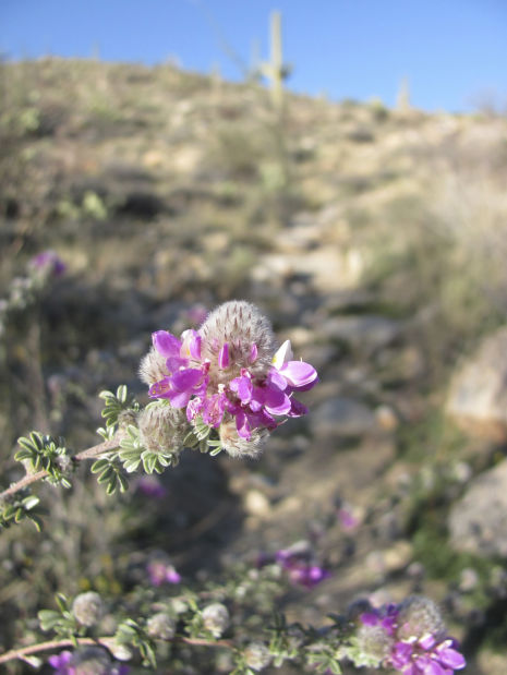 Thanks to some winter rain, spring bloom's here after all