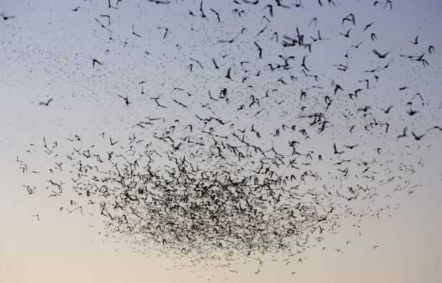 Bats take flight in Tucson