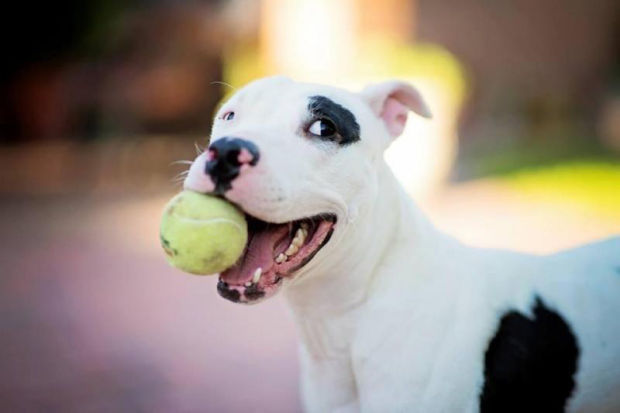 Adopt A Friend