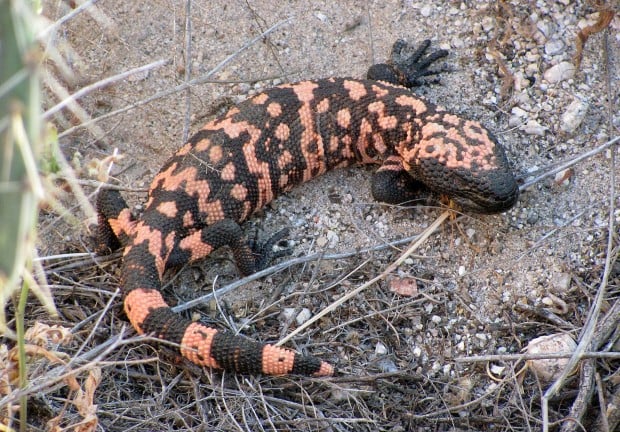 Gila monsters get their time in sun