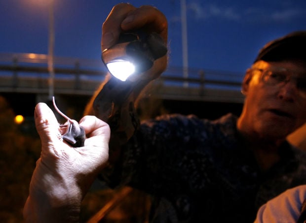 Bats take flight in Tucson