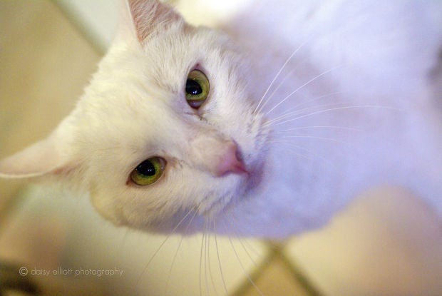 Adopt A Friend