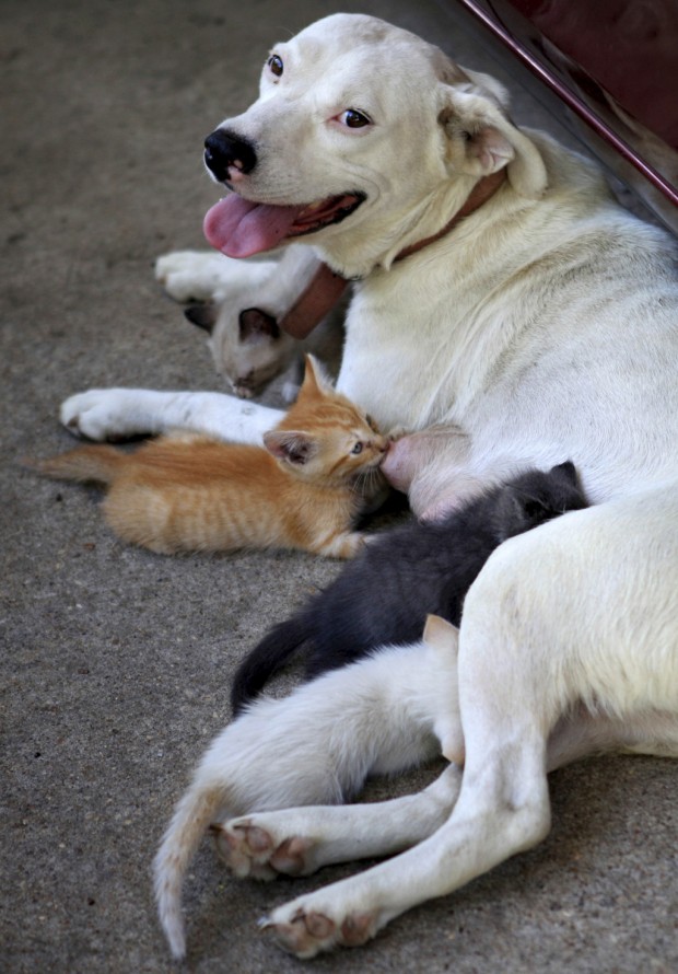 Alabama dog nurses orphaned kittens