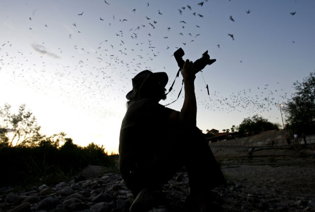 Bats take flight in Tucson