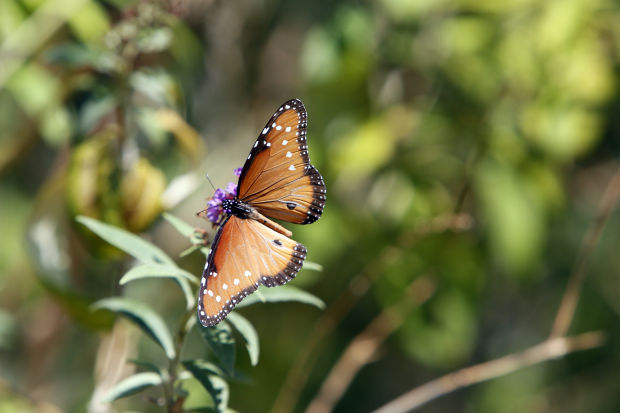 Butterflies at Ventana Canyon Resort