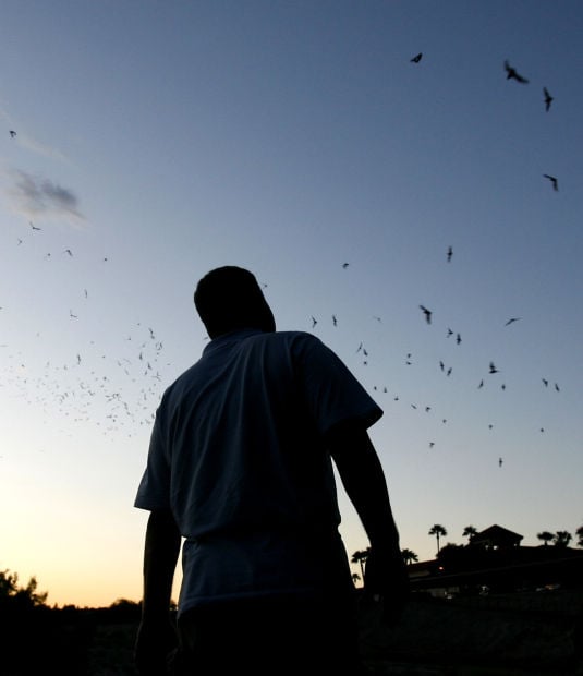 Bats take flight in Tucson