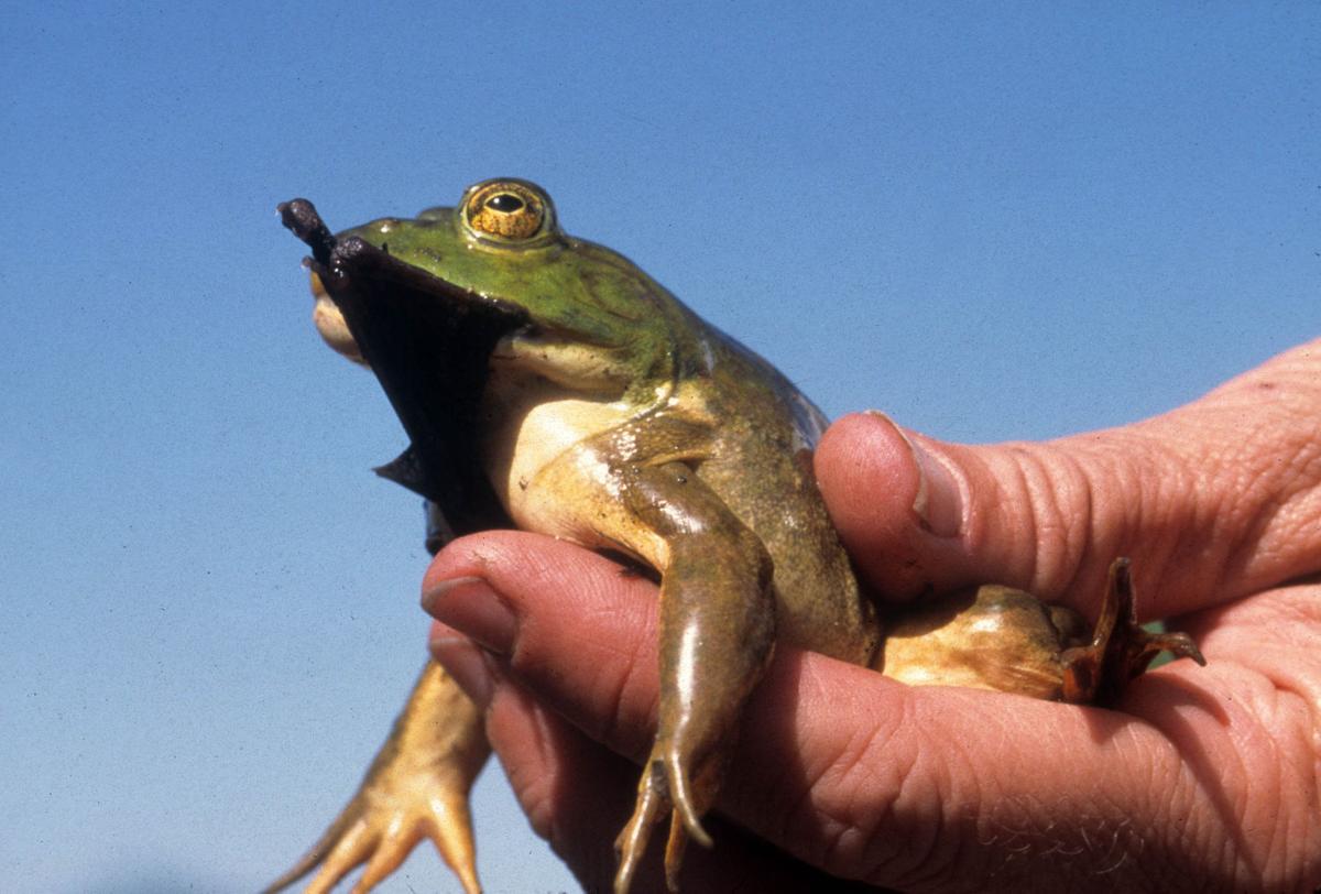How to defend leopard frogs from big, bad bullfrogs Environment