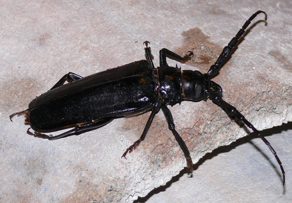 Palo verde beetles indicate a stressed tree | | tucson.com