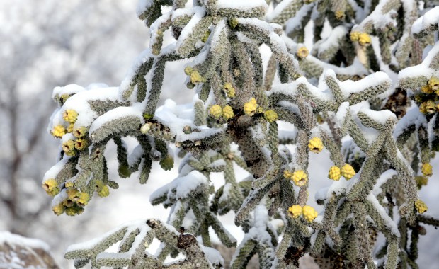 Snowfall around Tucson