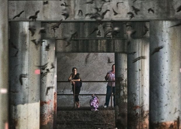 Bats take flight in Tucson
