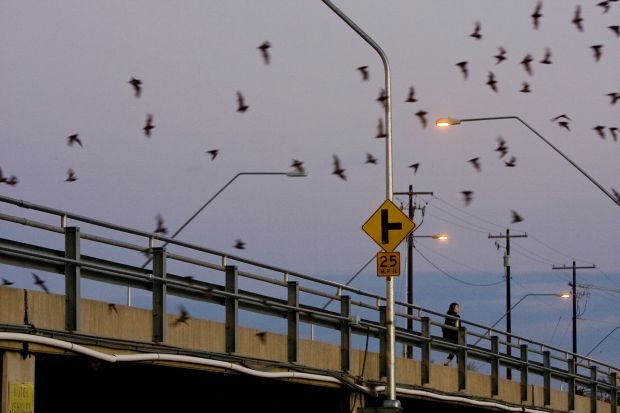 Bats take flight in Tucson