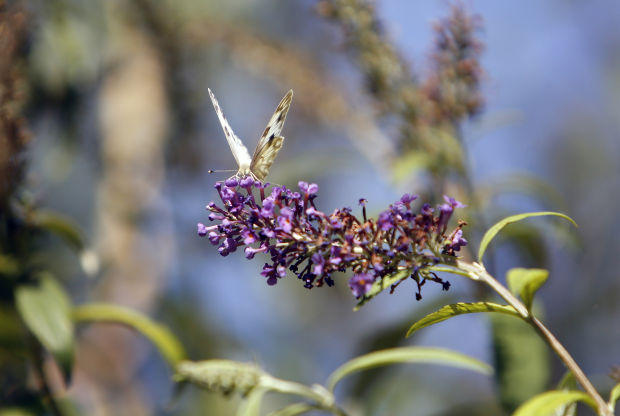 Butterflies at Ventana Canyon Resort