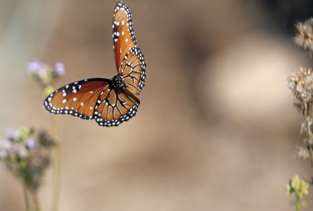 Butterflies at Ventana Canyon Resort