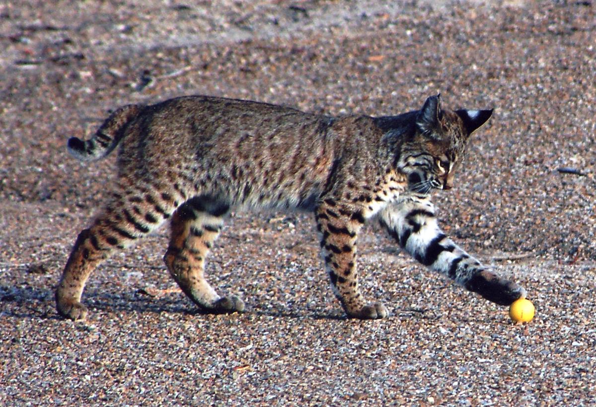 Reader photos of Southern Arizona's backyard bobcats Outdoors and Events