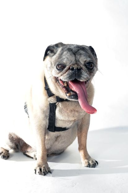 Ugliest Dog Contest