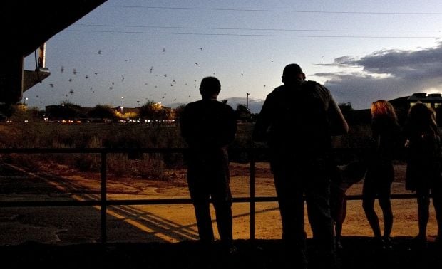 Bats take flight in Tucson