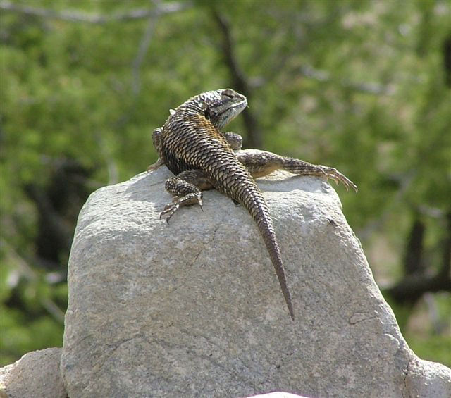 51 Surprisingly Beautiful Southern Arizona Lizards