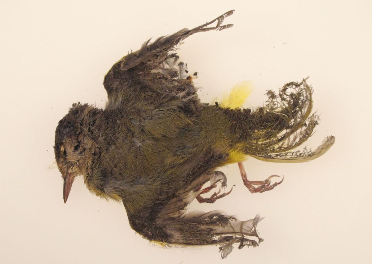 Solar plant scorches birds