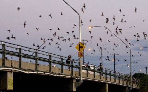 Bats take flight in Tucson