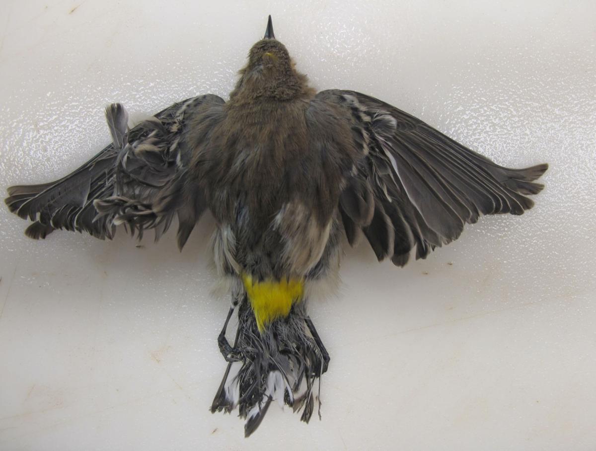 Solar plant scorches birds