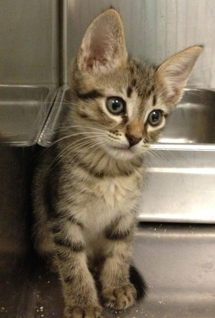 Pima County Animal Care Center
