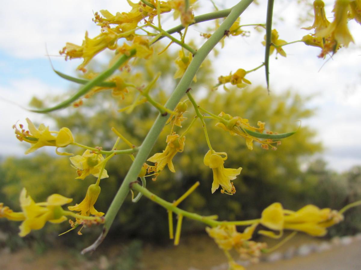 Palo verde trees are on a blooming binge Local news