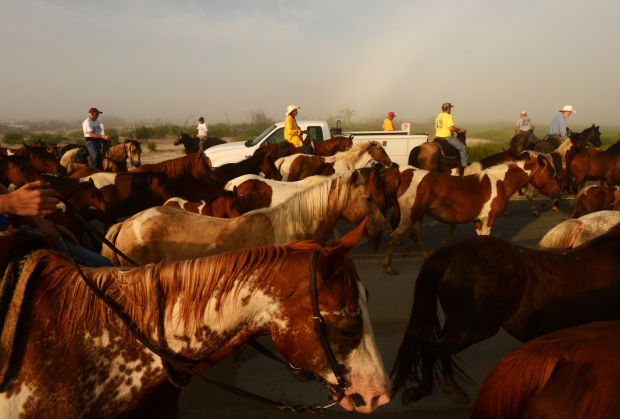 Pony Penning Daily Life