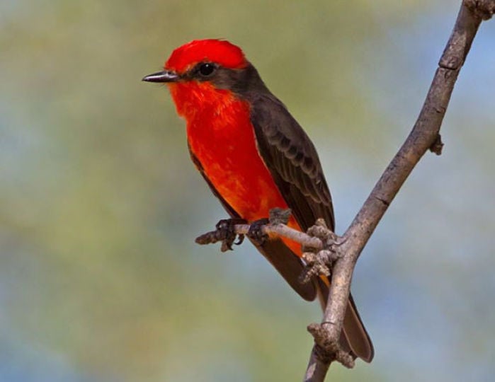 Tubac Takes Flight: A celebration of SE Arizona birds