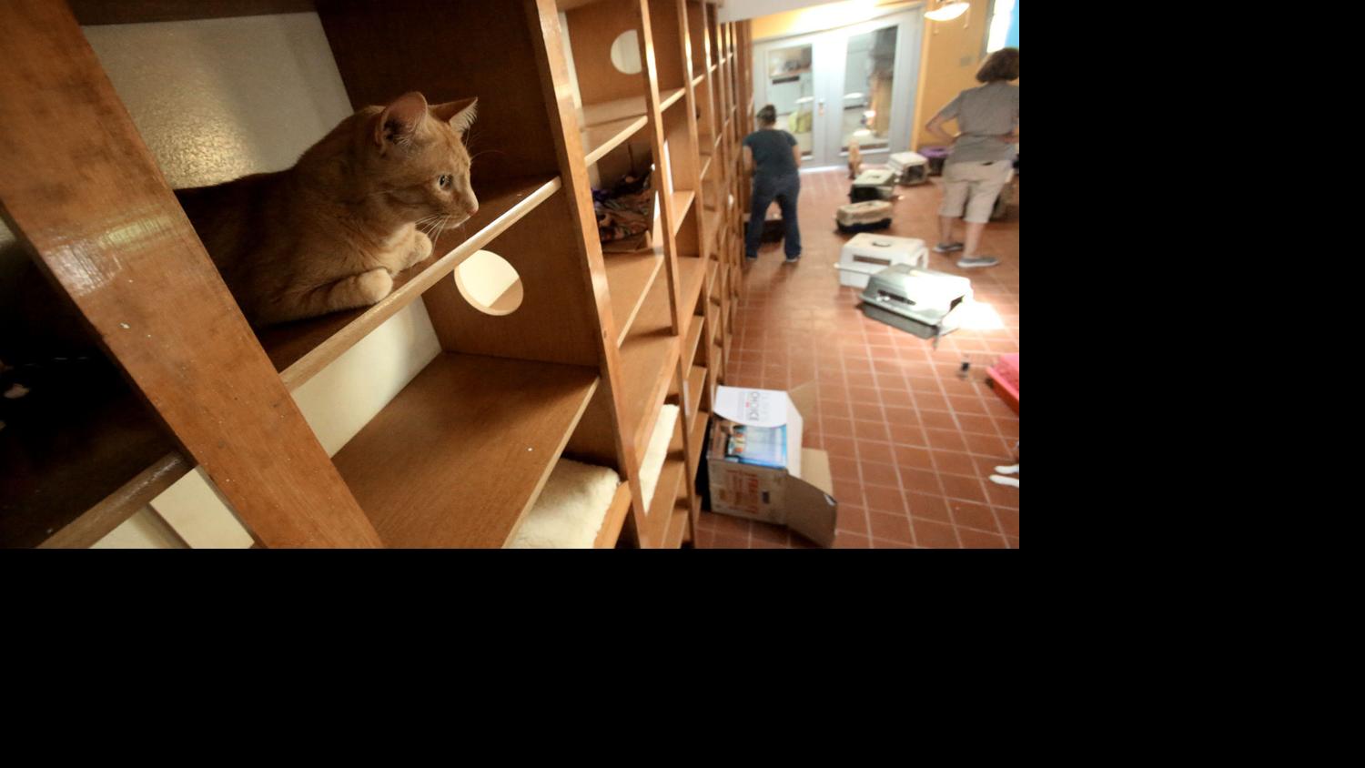 New animal shelters in Marana, Tucson, Green Valley | Home and Garden