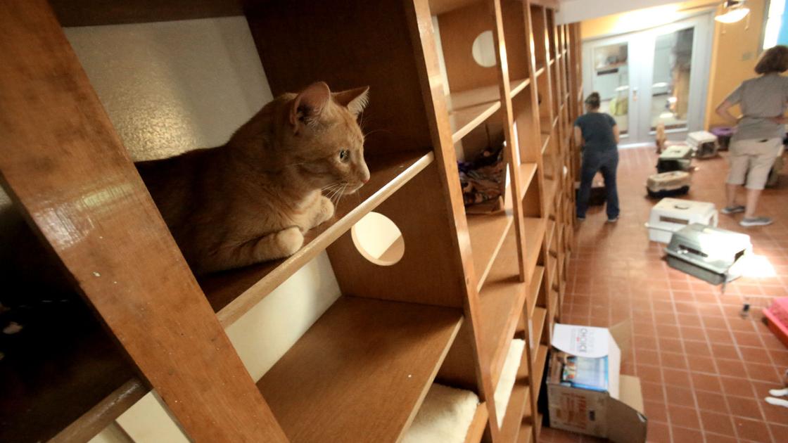 New animal shelters in Marana, Tucson, Green Valley | Home and Garden