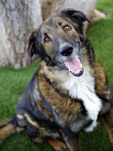 Adopt a friend - Sarge