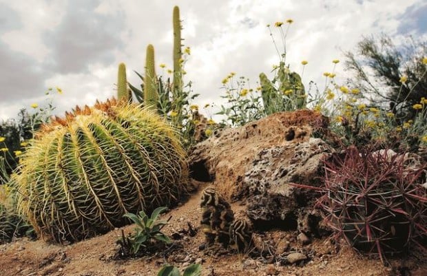 Desert plants | Tucson Gardens | tucson.com