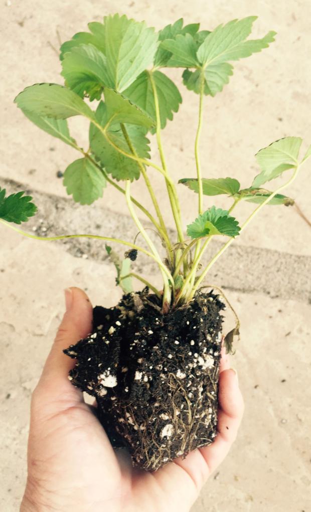 5 tips — and 1 secret — for growing strawberries