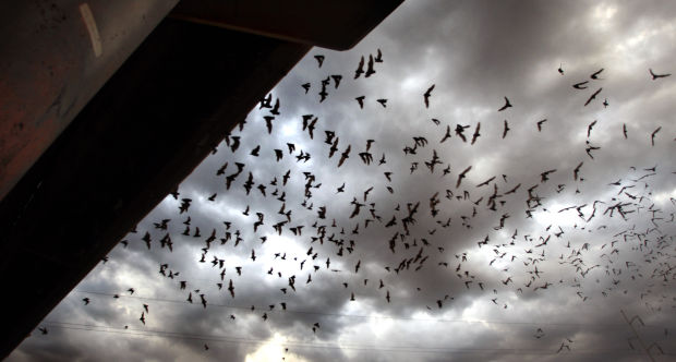 Bats take flight in Tucson