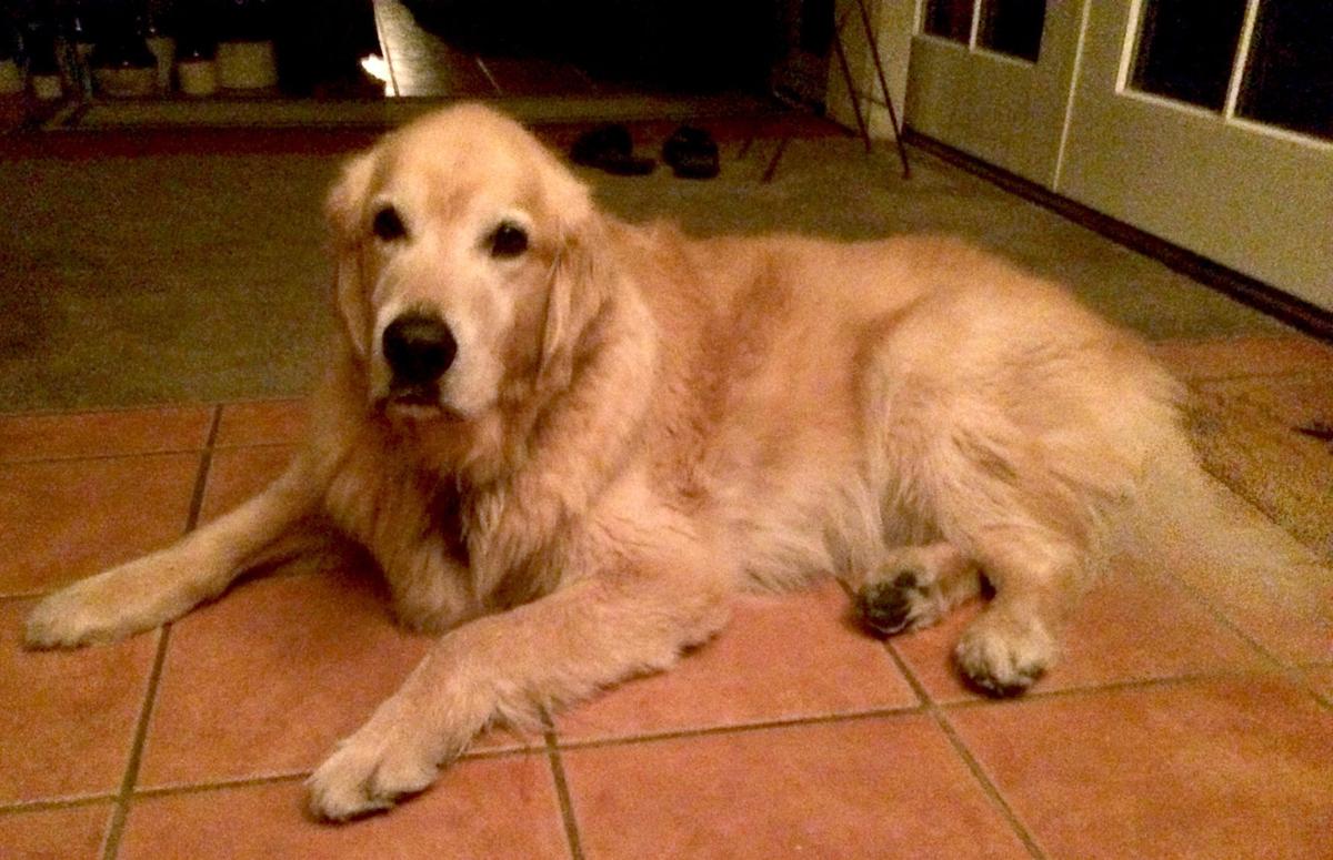 southern az golden retriever tucson az adopt a friend pets animals tucson southern az golden retriever tucson az adopt a friend pets animals tucson