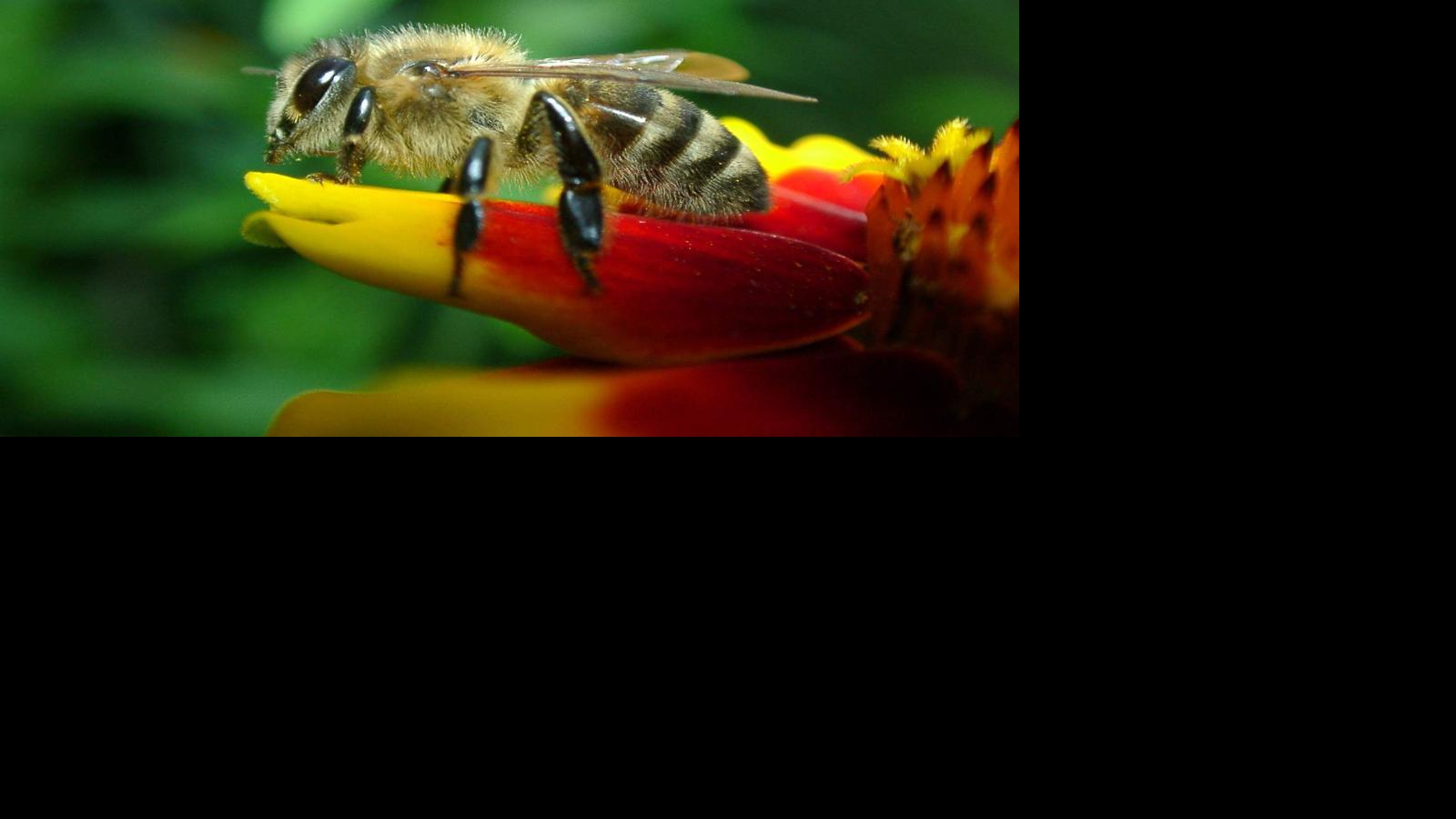 Sapsucking bugs a danger; protecting plants; aggressive bees Home