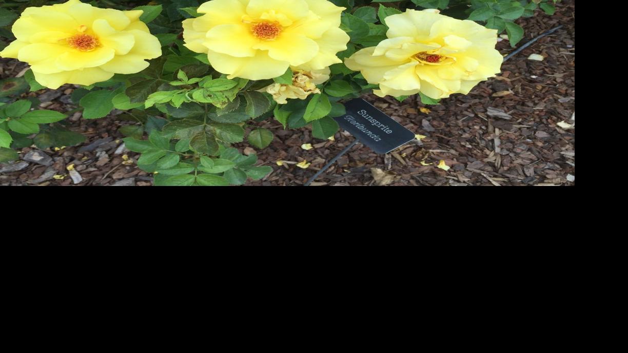 When to fertilize rose bushes