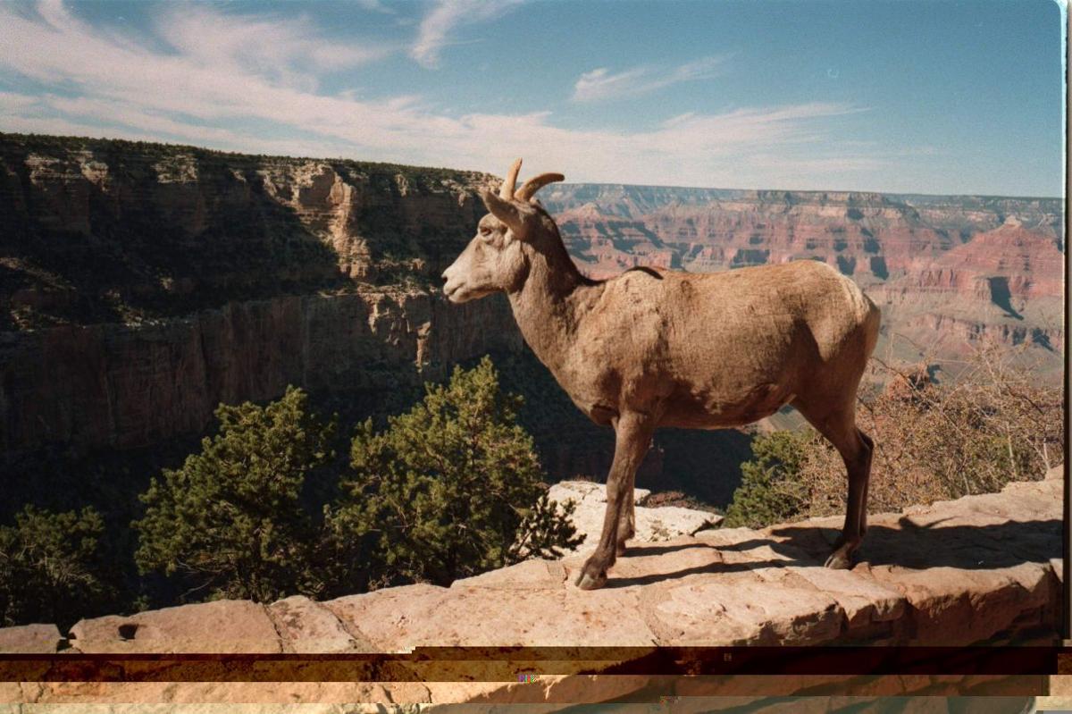 Grand Canyon