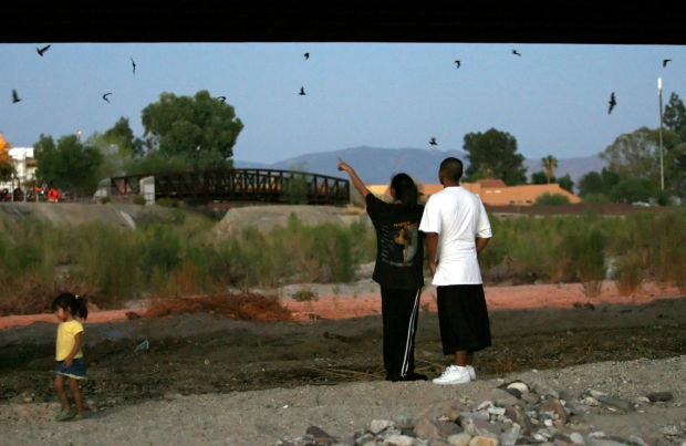 Bats take flight in Tucson