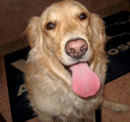 southern az golden retriever tucson az adopt lila the golden retriever things to do in tucson tucson southern az golden retriever tucson az adopt lila the golden retriever things to do in tucson tucson