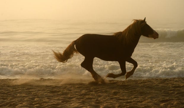 Pony Penning Daily Life