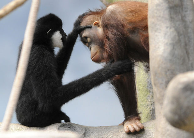 Animal shots of the week