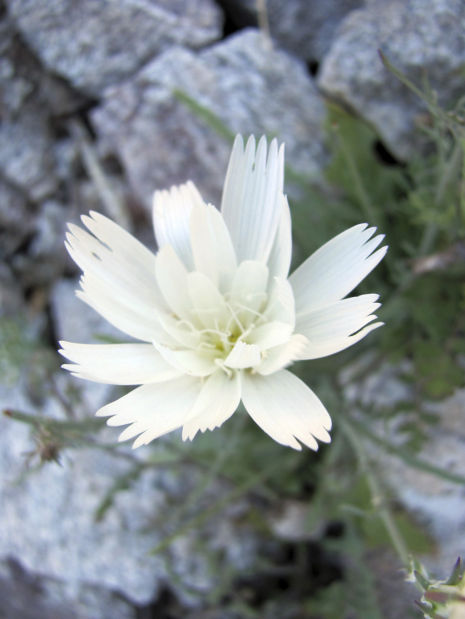 Springtime brings out colors of wildflowers