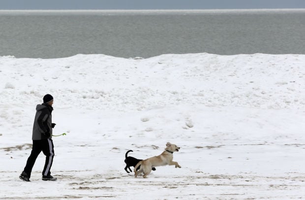 Animal shots of the week