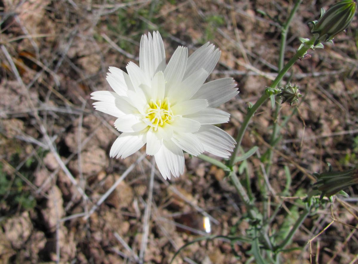 Wildflowers burst into bloom at Saguaro National Park Local news